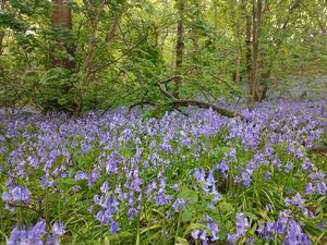 Crawshaw Grove Beauchief